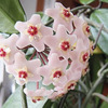 Porslinsblommor