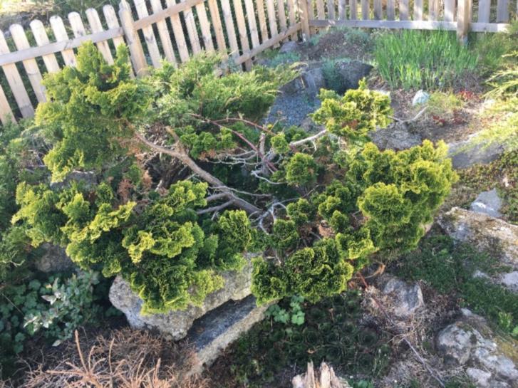 Buskar av oklar sort