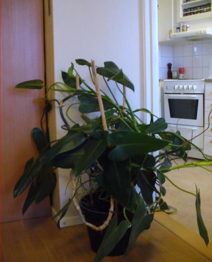 Krukväxt: philodendron