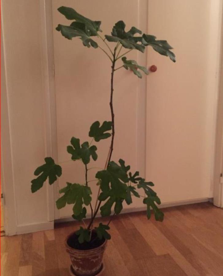 Fikonträd bortskänkes