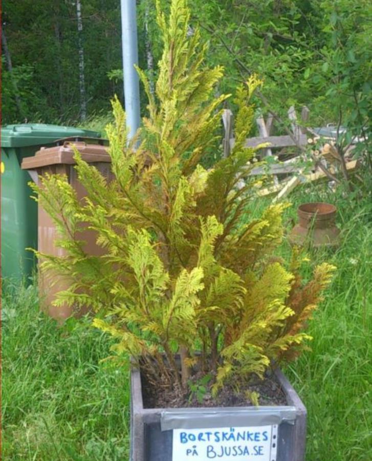 Thuja